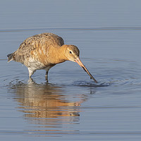 Buy canvas prints of The Black Tailed Godwit by Jonathan Thirkell
