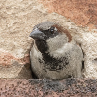 Buy canvas prints of Peek a boo house sparrow by Jonathan Thirkell