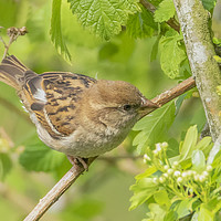 Buy canvas prints of Female house sparrow by Jonathan Thirkell