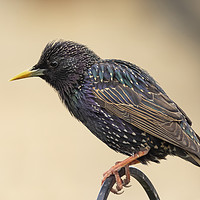 Buy canvas prints of Colourful starling by Jonathan Thirkell