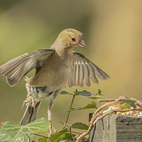 Buy canvas prints of Angelic Chaffinch by Jonathan Thirkell