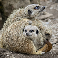 Buy canvas prints of Love Of Meerkats by Jonathan Thirkell