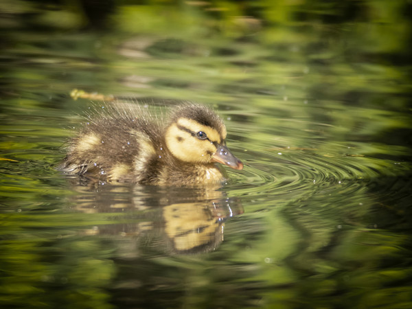 One Little Duckling Picture Board by Jonathan Thirkell
