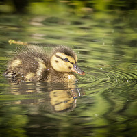 Buy canvas prints of One Little Duckling by Jonathan Thirkell