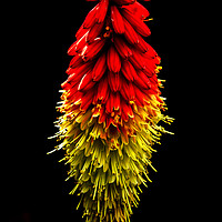 Buy canvas prints of Red Hot Poker by Jonathan Thirkell