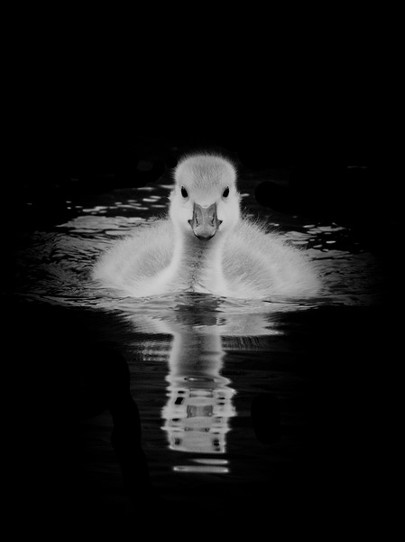 Gosling in monochrome Picture Board by Jonathan Thirkell