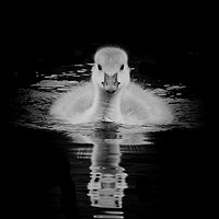 Buy canvas prints of Gosling in monochrome by Jonathan Thirkell