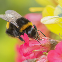 Buy canvas prints of The Busy Bee by Jonathan Thirkell