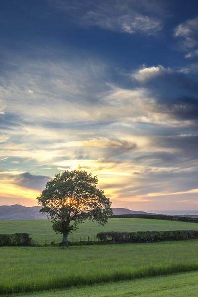 Lone tree sunset Picture Board by Jonathan Thirkell