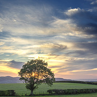 Buy canvas prints of Lone tree sunset by Jonathan Thirkell