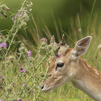 Buy canvas prints of The Deer & The Butterfly by Jonathan Thirkell