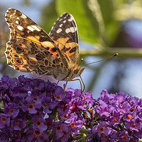 Buy canvas prints of The Painted Lady by Jonathan Thirkell