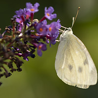 Buy canvas prints of Cabbage White Butterfly Pieris rapae by Jonathan Thirkell