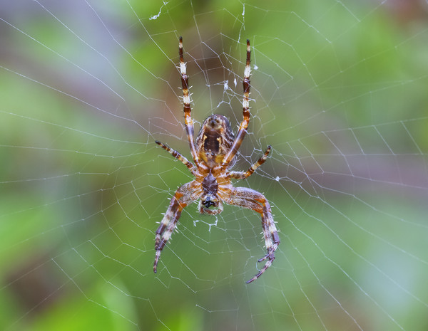Cross Orbweaver spider Picture Board by Jonathan Thirkell