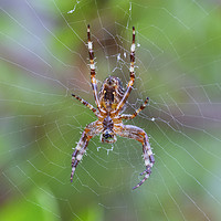 Buy canvas prints of Cross Orbweaver spider by Jonathan Thirkell