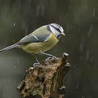 Buy canvas prints of Blue tit in the rain by Jonathan Thirkell