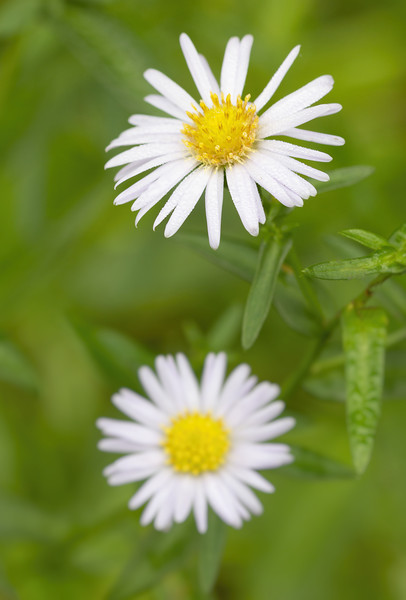 Common Daisies Picture Board by Jonathan Thirkell