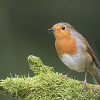 Buy canvas prints of Robin Red Breast by Jonathan Thirkell