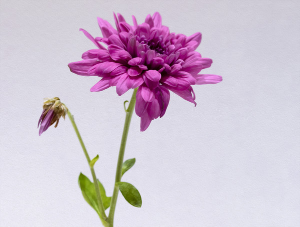 Purple Chrysanthemum Picture Board by Jonathan Thirkell