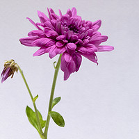 Buy canvas prints of Purple Chrysanthemum by Jonathan Thirkell