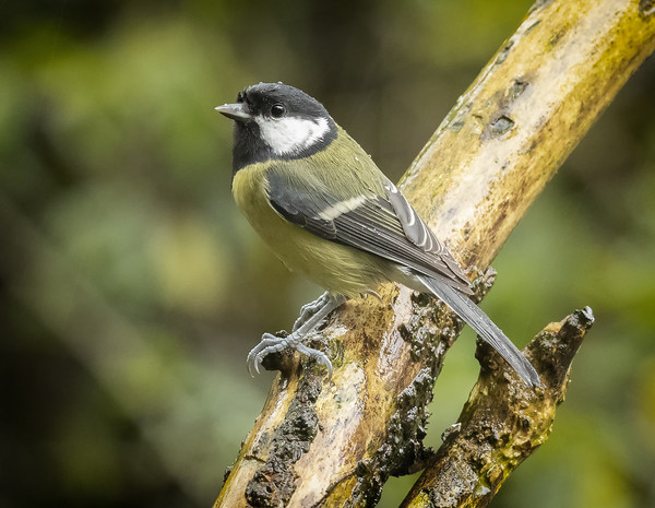 A very wet great tit Picture Board by Jonathan Thirkell