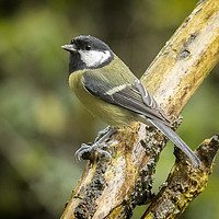 Buy canvas prints of A very wet great tit by Jonathan Thirkell