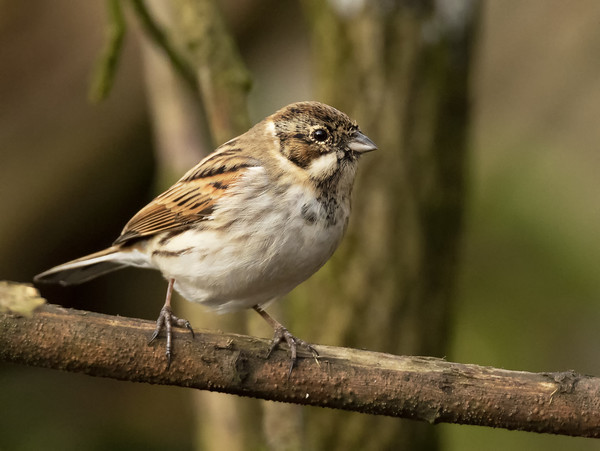 Reed Bunting Picture Board by Jonathan Thirkell