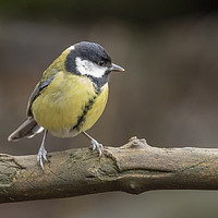 Buy canvas prints of Great Tit by Jonathan Thirkell