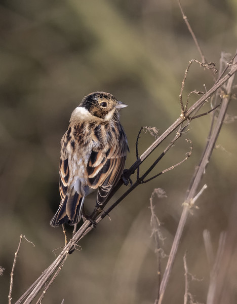 Reed Bunting Picture Board by Jonathan Thirkell