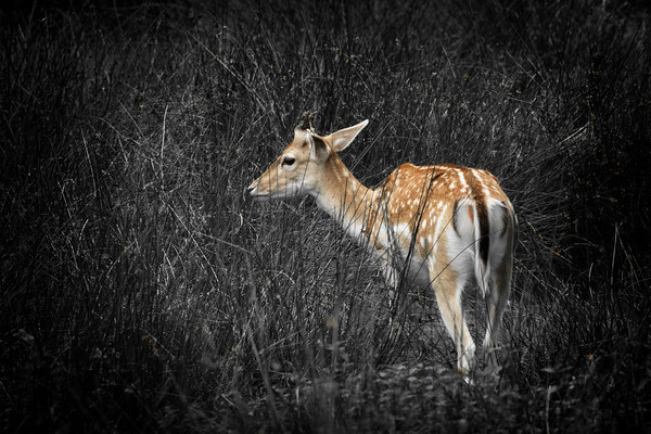 Fallow Deer Picture Board by Jonathan Thirkell