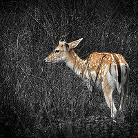 Buy canvas prints of Fallow Deer by Jonathan Thirkell