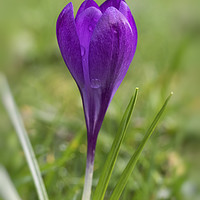 Buy canvas prints of Crocus flower by Jonathan Thirkell