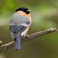 Buy canvas prints of Male Bullfinch by Jonathan Thirkell