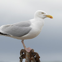 Buy canvas prints of Conwy Gull by Jonathan Thirkell
