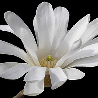 Buy canvas prints of Magnolia Flower by Jonathan Thirkell
