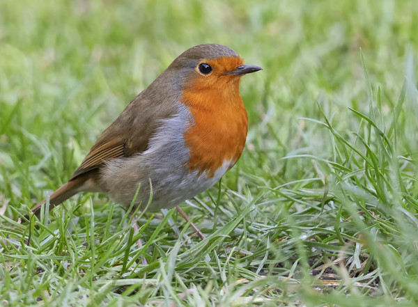 Robin Red Breast Picture Board by Jonathan Thirkell