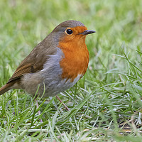 Buy canvas prints of Robin Red Breast by Jonathan Thirkell