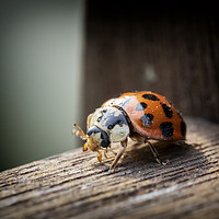 Buy canvas prints of Ladybird by Jonathan Thirkell