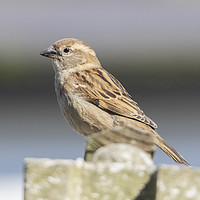 Buy canvas prints of House Sparrow by Jonathan Thirkell