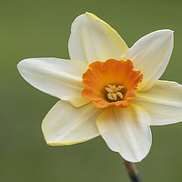 Buy canvas prints of Daffodil Flower by Jonathan Thirkell