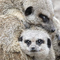 Buy canvas prints of Meerkat Mother's Love by Jonathan Thirkell