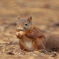 Buy canvas prints of Red Squirrel Eating at Formby Beach, Meseryside by Jonathan Thirkell