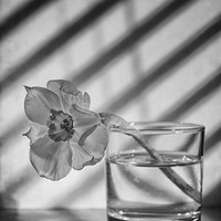 Buy canvas prints of Daffodil in a glass of water by Jonathan Thirkell
