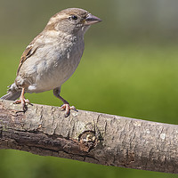 Buy canvas prints of Female House Sparrow by Jonathan Thirkell