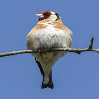 Buy canvas prints of Goldfinch by Jonathan Thirkell