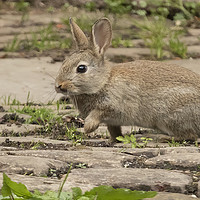Buy canvas prints of Young wild rabbit by Jonathan Thirkell
