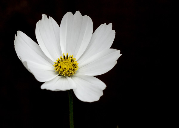 Cosmos Flower Picture Board by Jonathan Thirkell