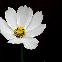 Buy canvas prints of Cosmos Flower by Jonathan Thirkell