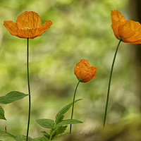Buy canvas prints of Orange Wild  Poppies by Jonathan Thirkell