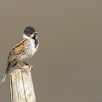 Buy canvas prints of Young male reed bunting by Jonathan Thirkell